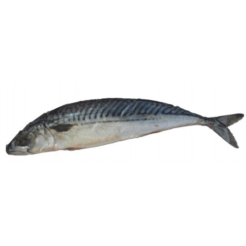 Salt Mackerel